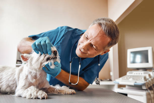 Best Pediatric Emergency Dentist in Ventnor City, NJ